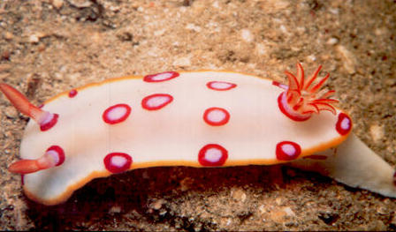 Hypselodoris dollfusi